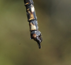 Austroaeschna subapicalis