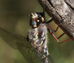 Austroaeschna subapicalis