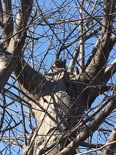 Smith's Bush Squirrel
