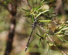Eusynthemis brevistyla