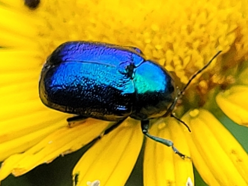 Cryptocephalus hypochaeridis