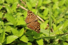 Junonia erigone