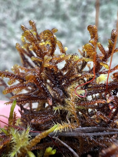 Scorpidium revolvens