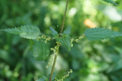Urtica incisa