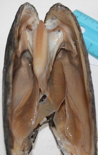 Uniomerus tetralasmus