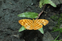 Chersonesia intermedia