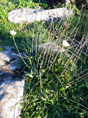 Armeria pseudarmeria