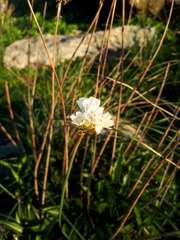 Armeria pseudarmeria