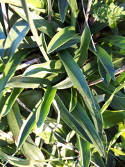 Armeria pseudarmeria