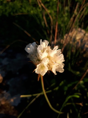 Armeria pseudarmeria