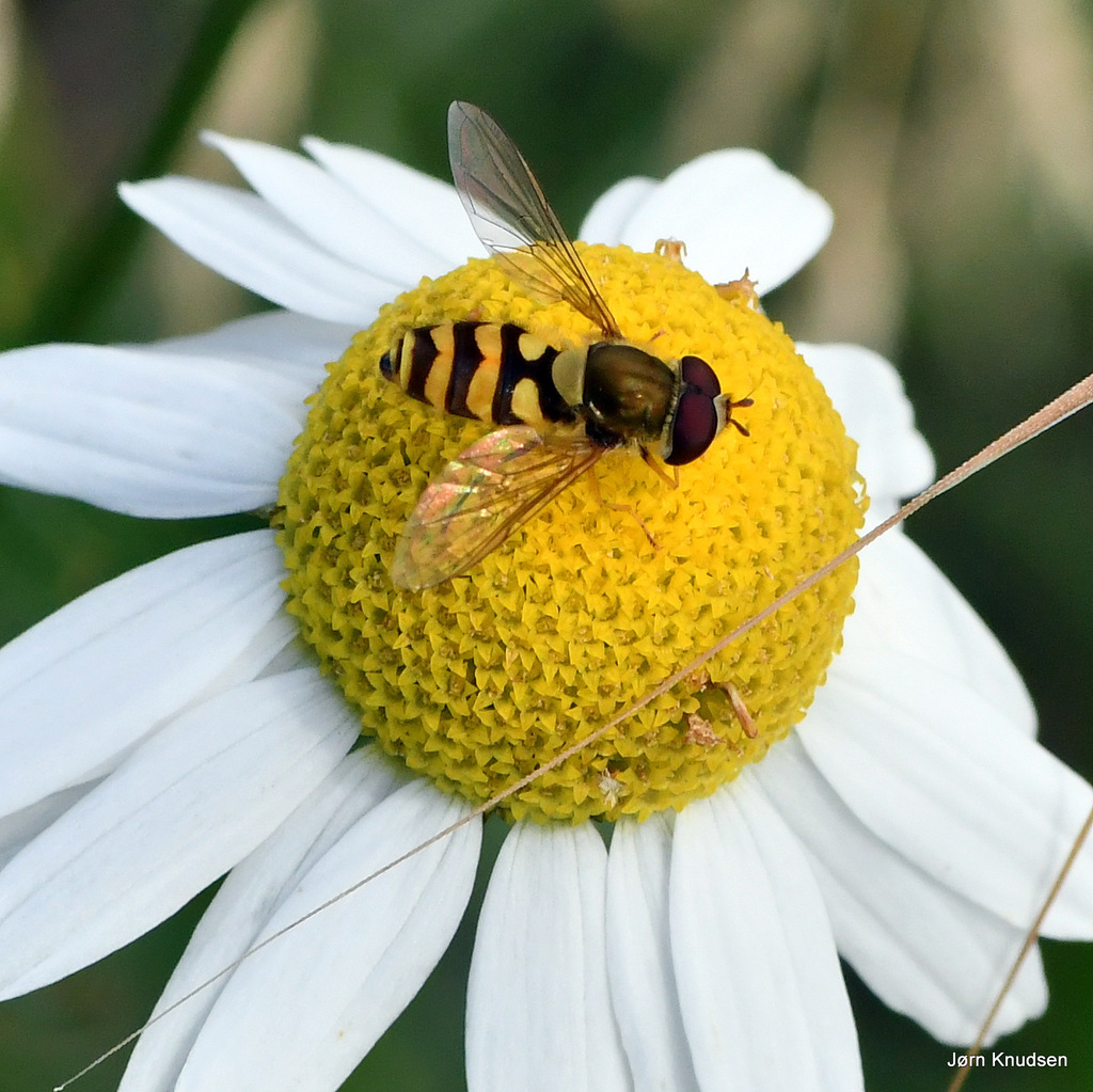 Common Flower Fly from 5800 Nyborg, Danmark on July 13, 2023 at 04:33 ...