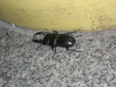 Serrognathus titanus castanicolor