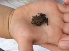 Bufo
