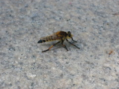 Promachus yesonicus