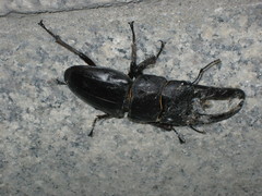 Serrognathus titanus castanicolor