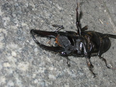 Serrognathus titanus castanicolor