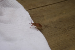Homoeocerus dilatatus