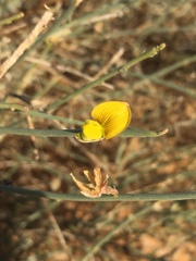 Crotalaria aegyptiaca