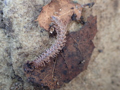 Harpogonopus confluentus