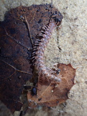 Harpogonopus confluentus