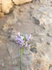 Lavandula subnuda