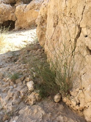 Lavandula subnuda