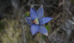 Thelymitra formosa