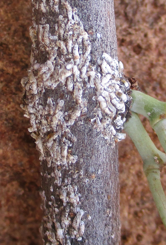 Tecaspis