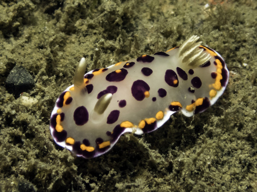 Goniobranchus Kitae · Inaturalist