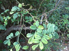 Hippocrepis emerus emerus