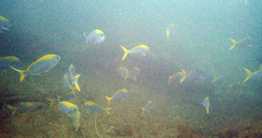 Caesio xanthonota