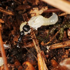 Aphaenogaster picea