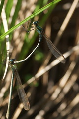 Austrolestes cingulatus