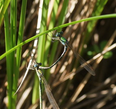 Austrolestes cingulatus