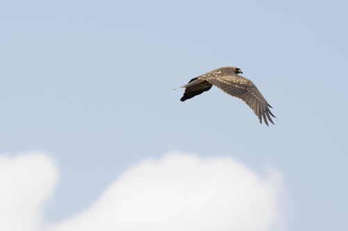 Yellow-billed Kite