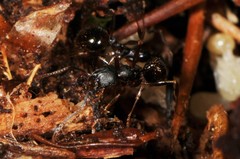 Aphaenogaster picea