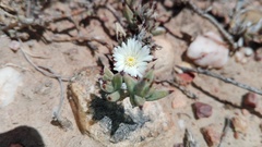 Trichodiadema orientale