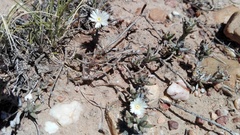 Trichodiadema orientale