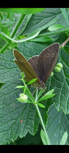 očkáň obyčajný (Aphantopus hyperantus)