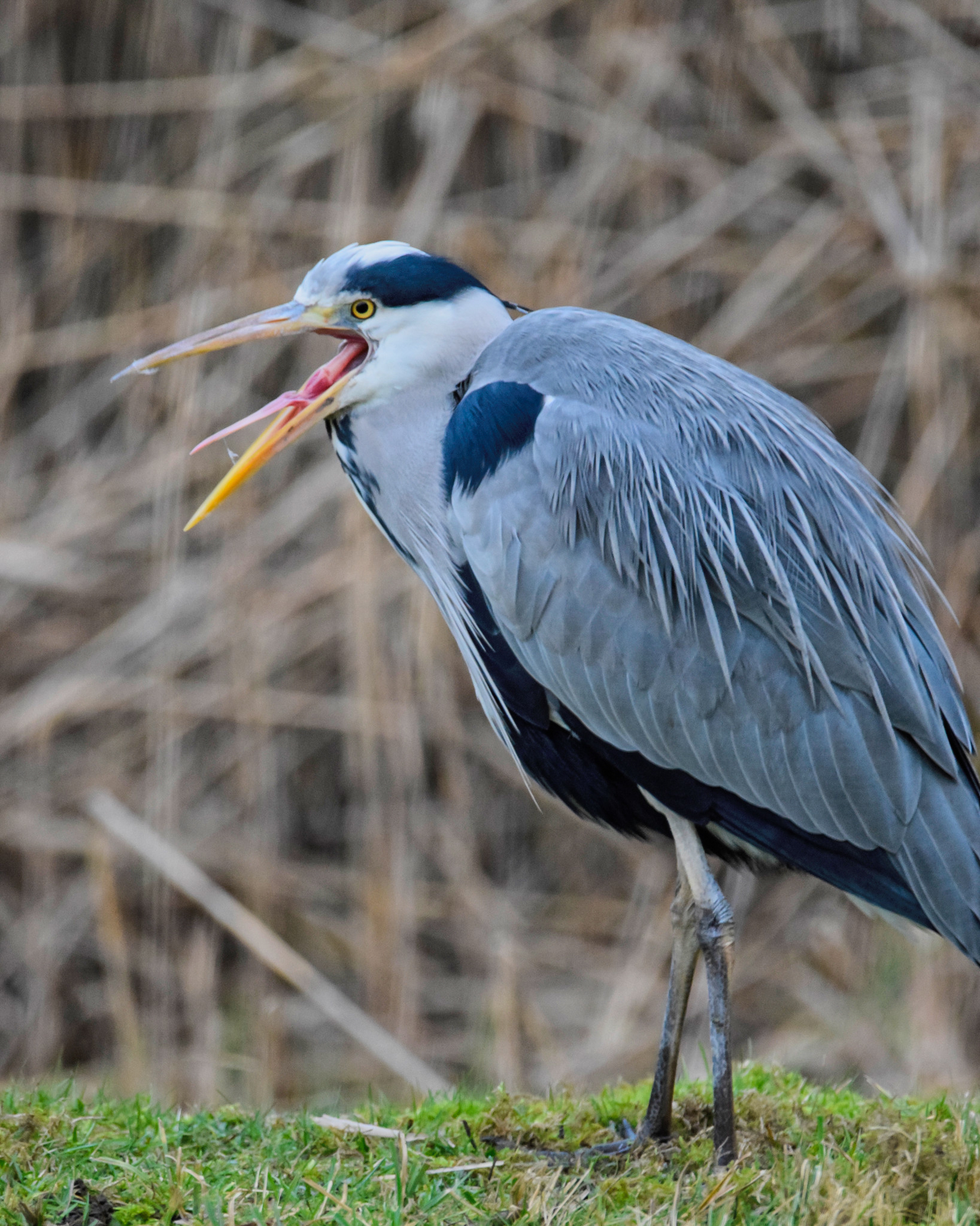 Grey Heron (Ardea cinerea)