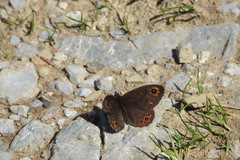 Lasiommata petropolitana