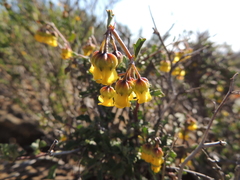 Hermannia desertorum