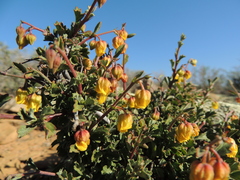 Hermannia desertorum