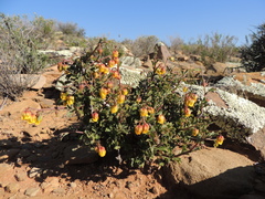 Hermannia desertorum