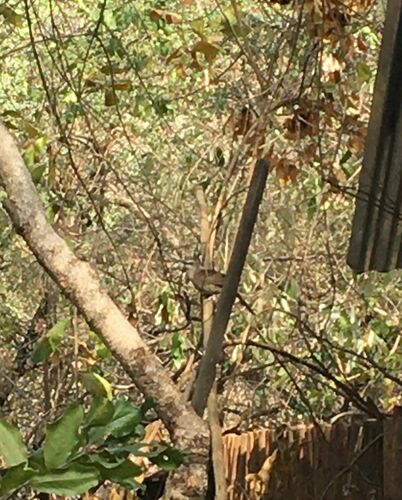 Hartlaub's Babbler (Turdoides hartlaubii), photo 10