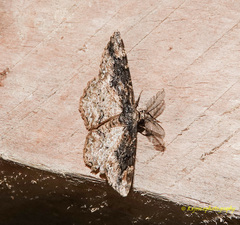 Parapholodes fuliginea