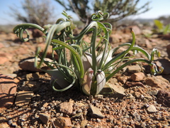 Colchicum volutare