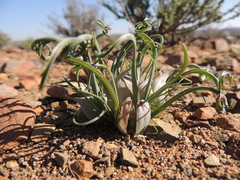 Colchicum volutare