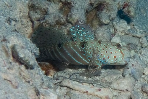 Cryptocentrus caeruleopunctatus