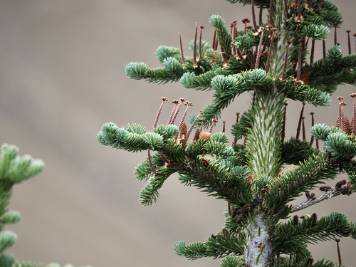 subalpine fir